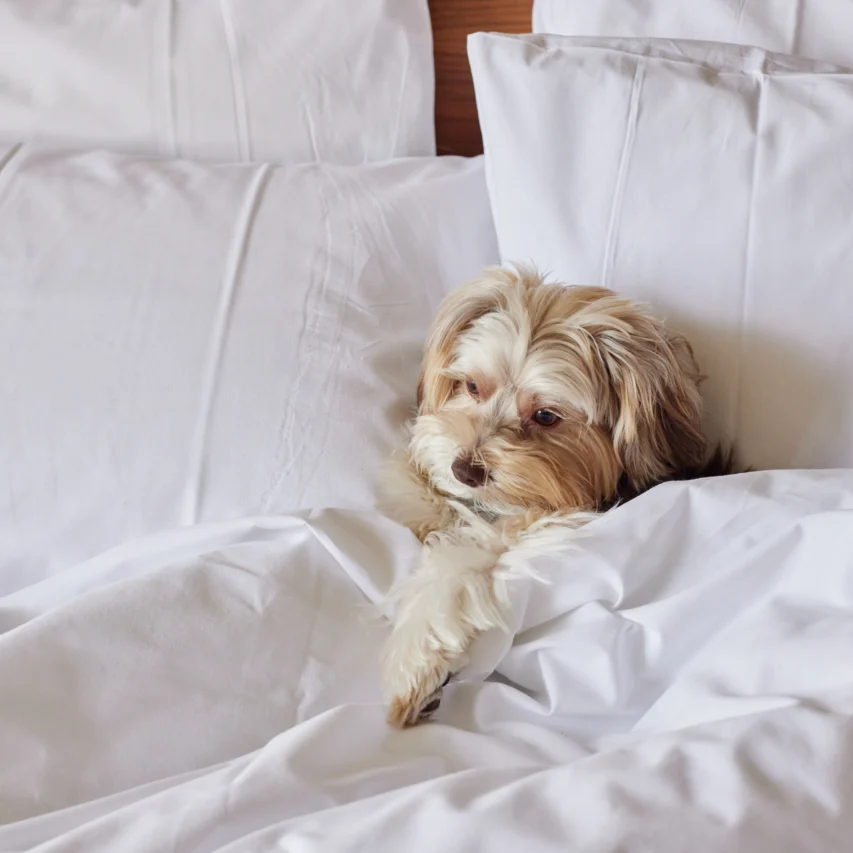 Cosy hotel room with fluffy dog relaxing on plush white bedding, highlighting pet-friendly accommodation.