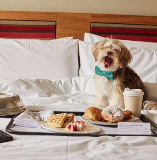 Cosy hotel bed with dog; enjoy room service breakfast featuring waffles and pastries; pet-friendly hotel stay.