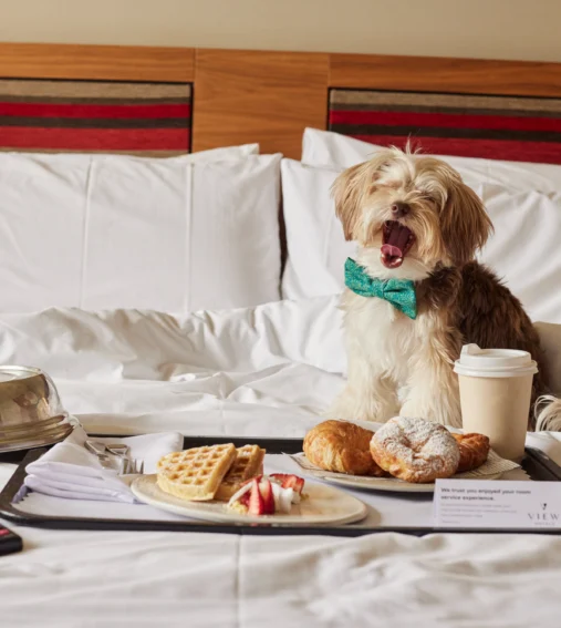 Cosy hotel bed with dog; enjoy room service breakfast featuring waffles and pastries; pet-friendly hotel stay.
