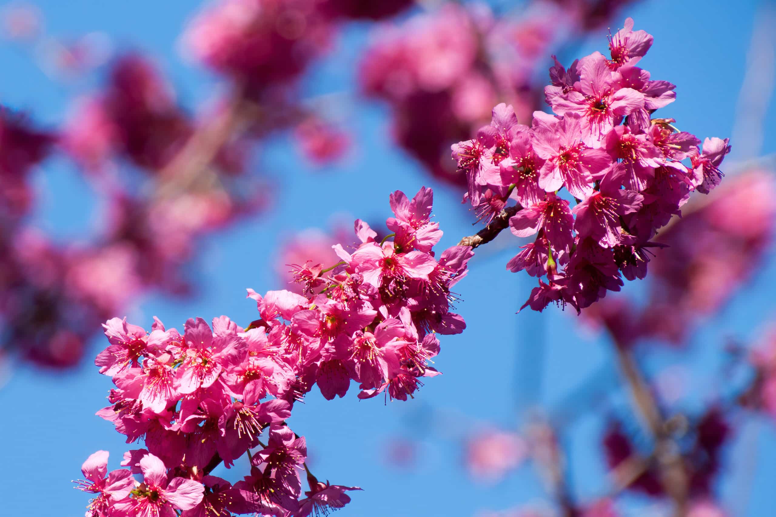 Cherry Blossoms