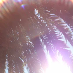 Spring in Brisbane: Things to see, do and experience