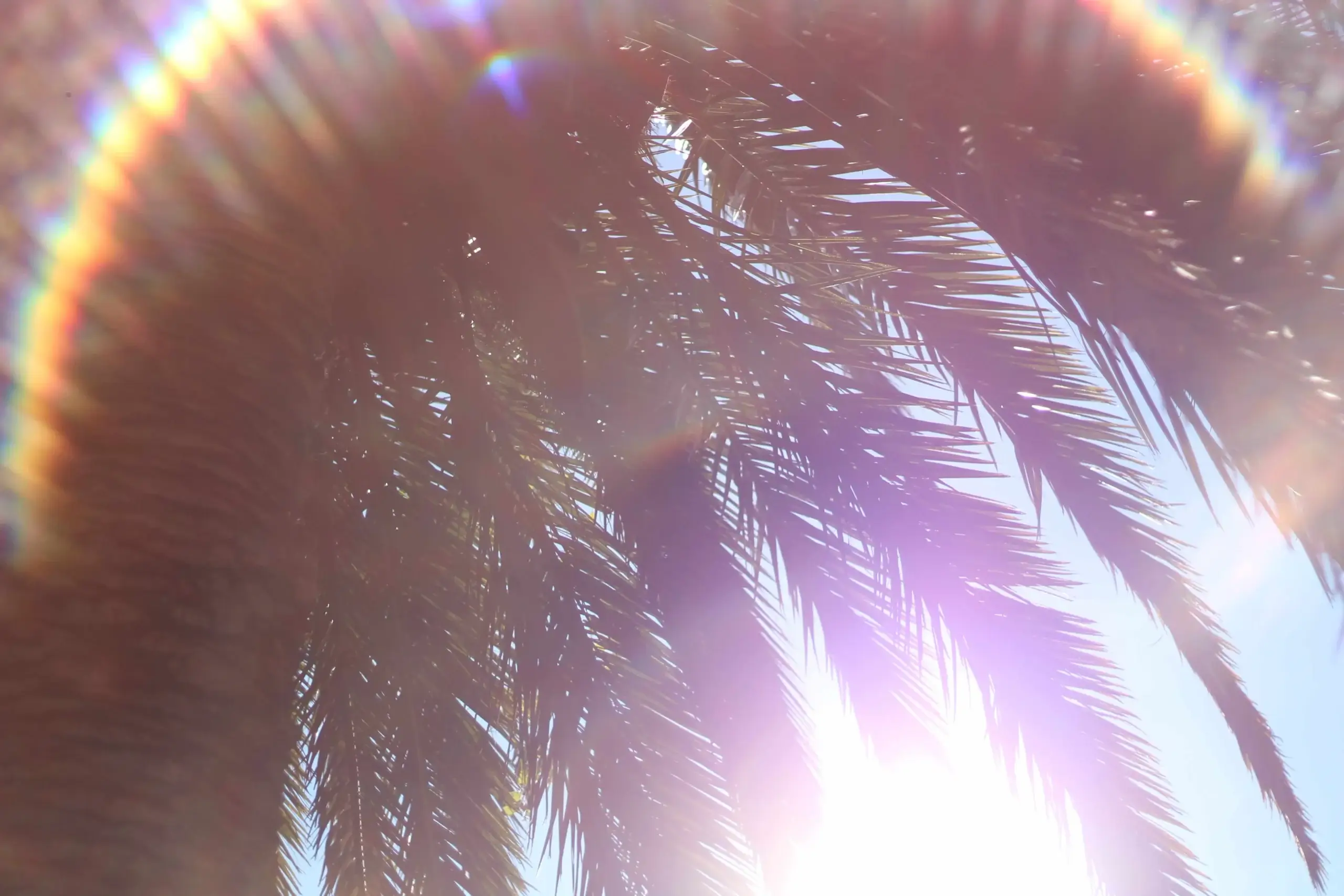 A picturesque view of a tropical beach with clear blue water, a lone palm tree, white sandy shore, and a bright sunny sky.